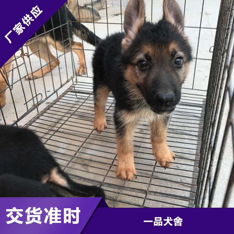 德国牧羊犬-罗威纳犬采购