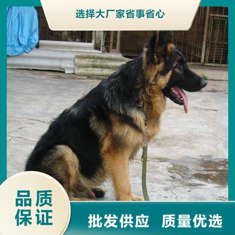 德国牧羊犬_德牧犬您身边的厂家