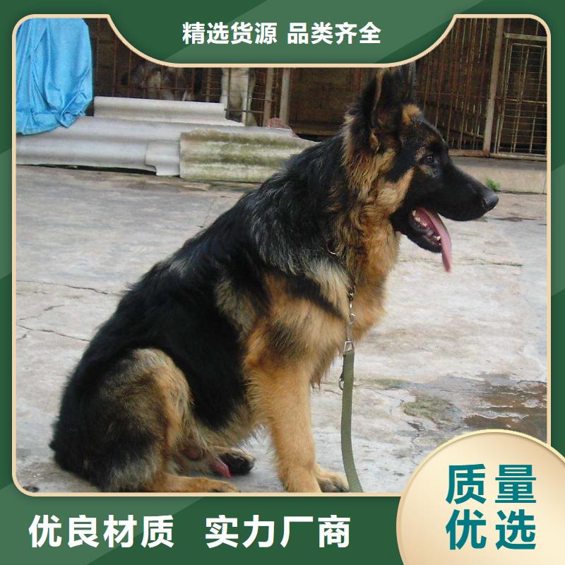 德国牧羊犬德牧犬工艺精细质保长久