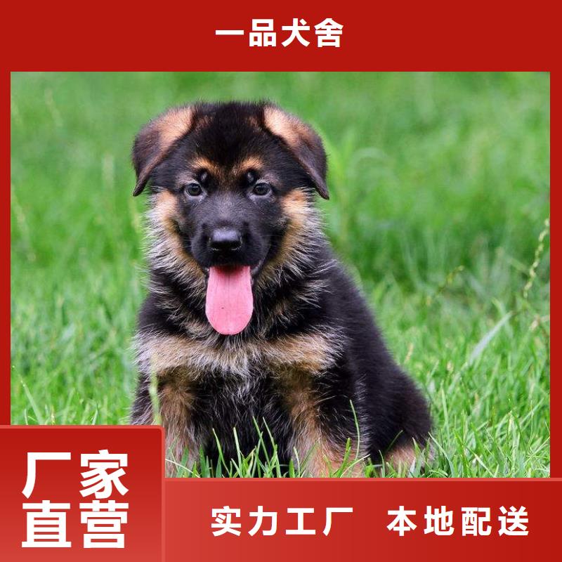 罗威纳犬视频-罗威纳犬-一品犬舍(白银市分公司)服务区域景泰|平川|庆阳|张掖|兰州|嘉峪关|定西|陇南|平凉