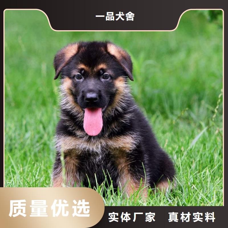德国牧羊犬-罗威纳犬采购
