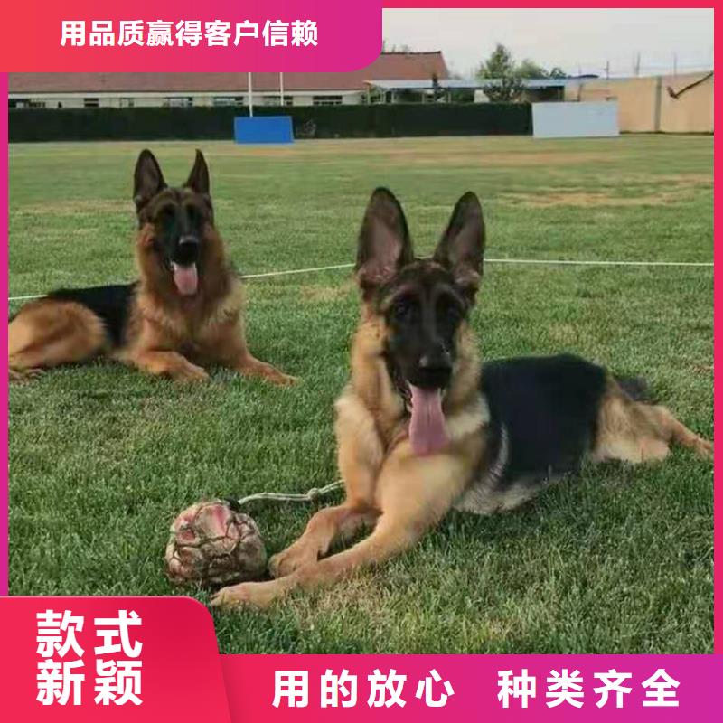 罗威纳犬视频-罗威纳犬|内蒙古包头市|锡林郭勒|阿拉善|乌兰察布|鄂尔多斯