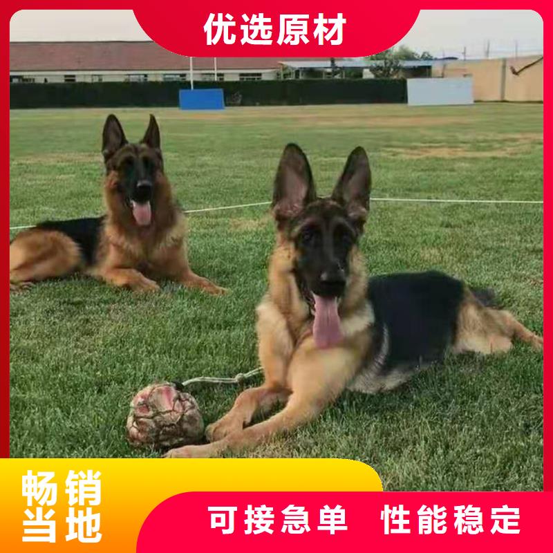 德国牧羊犬德牧犬好产品好服务