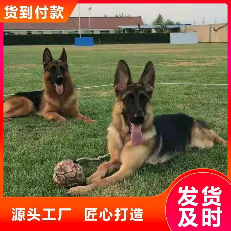 罗威纳犬视频-罗威纳犬-一品犬舍(白银市分公司)服务区域景泰|平川|庆阳|张掖|兰州|嘉峪关|定西|陇南|平凉