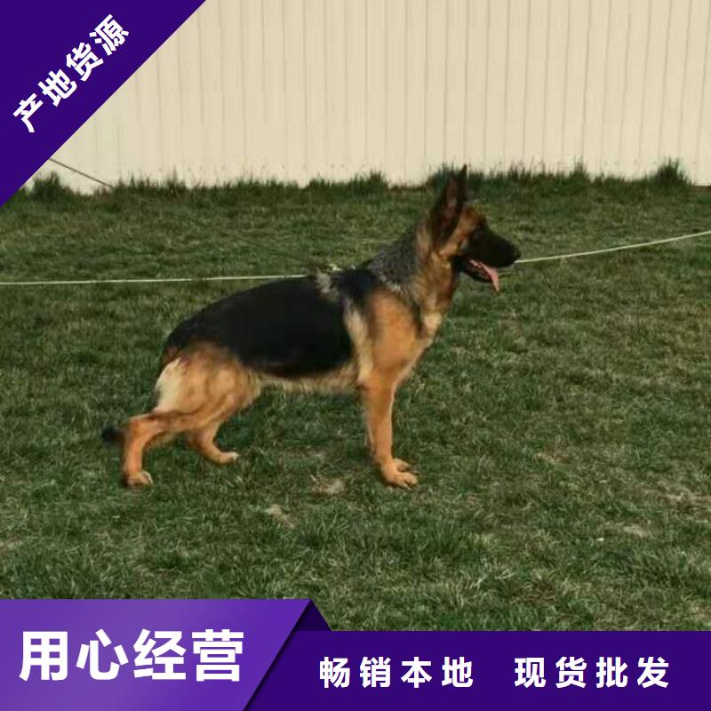 德国牧羊犬-罗威纳犬货源稳定