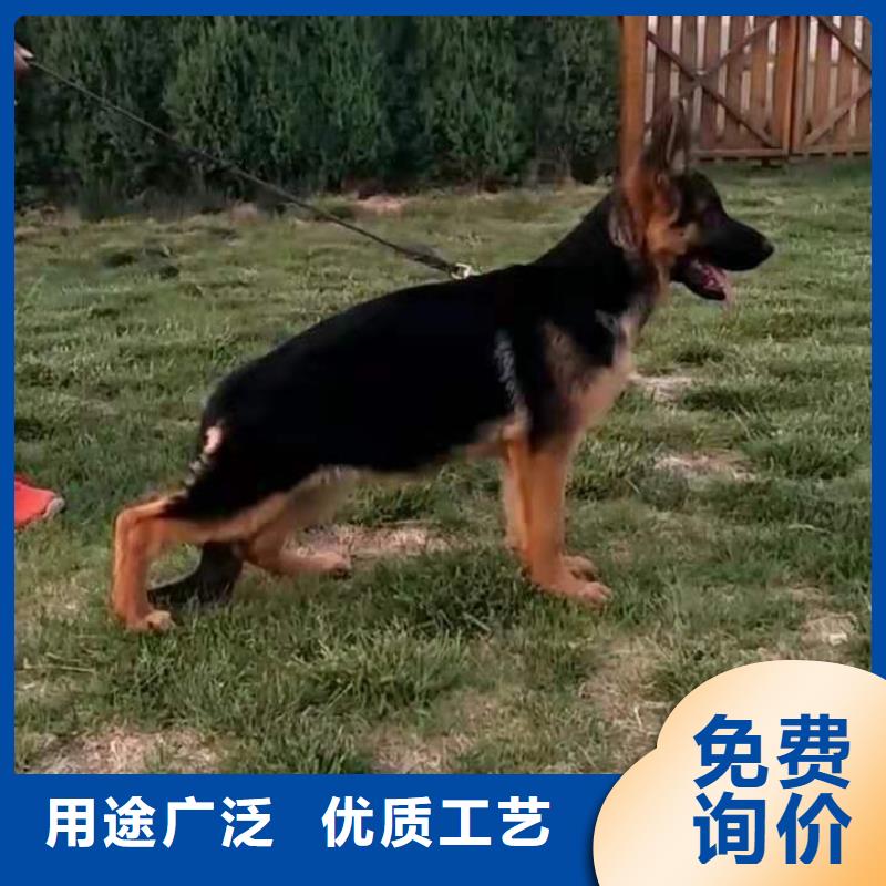 罗威纳犬视频-罗威纳犬-一品犬舍(邯郸市分公司)服务区域磁县|峰峰矿|唐山|邢台|沧州|衡水|廊坊|承德|张家口