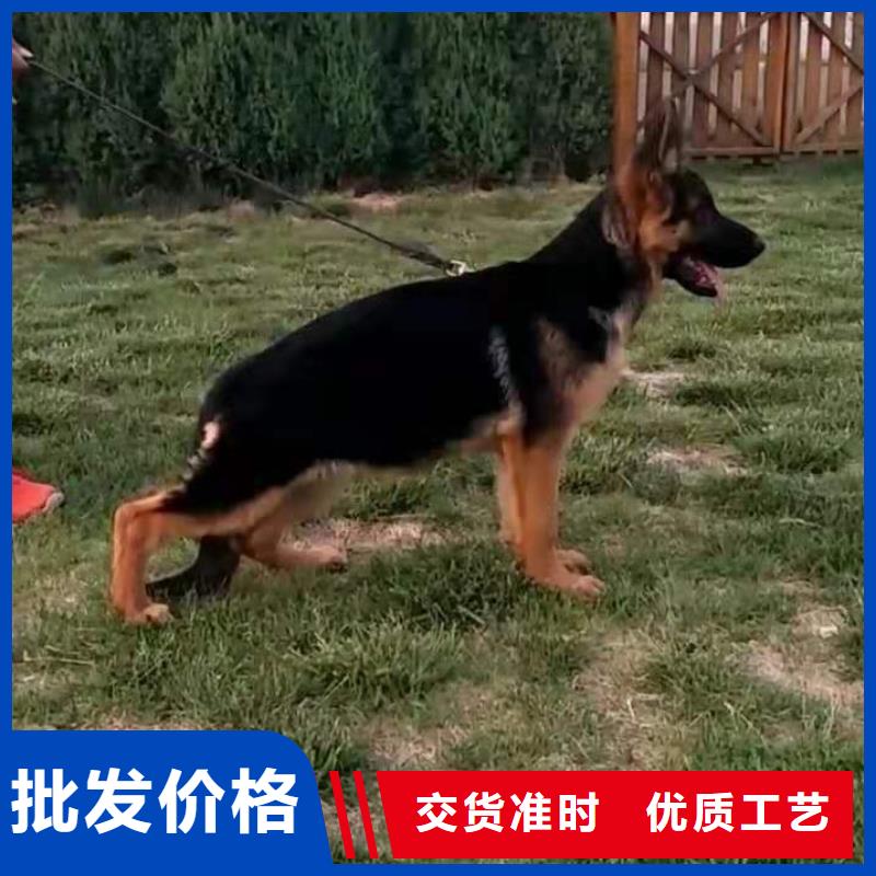 德国牧羊犬德牧犬好产品好服务