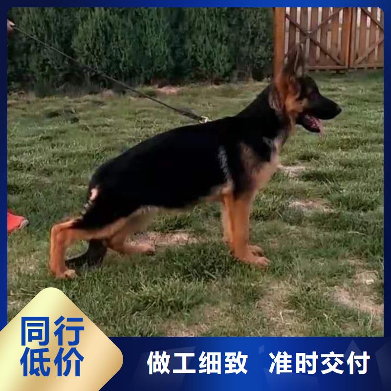 德国牧羊犬-罗威纳犬采购