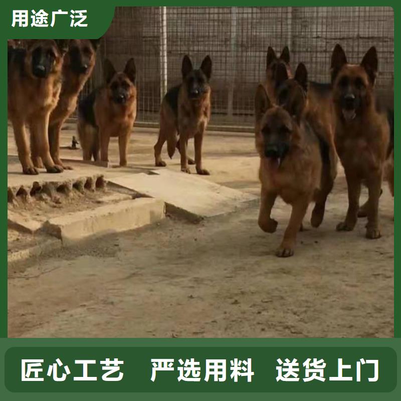 德国牧羊犬德牧犬工艺精细质保长久