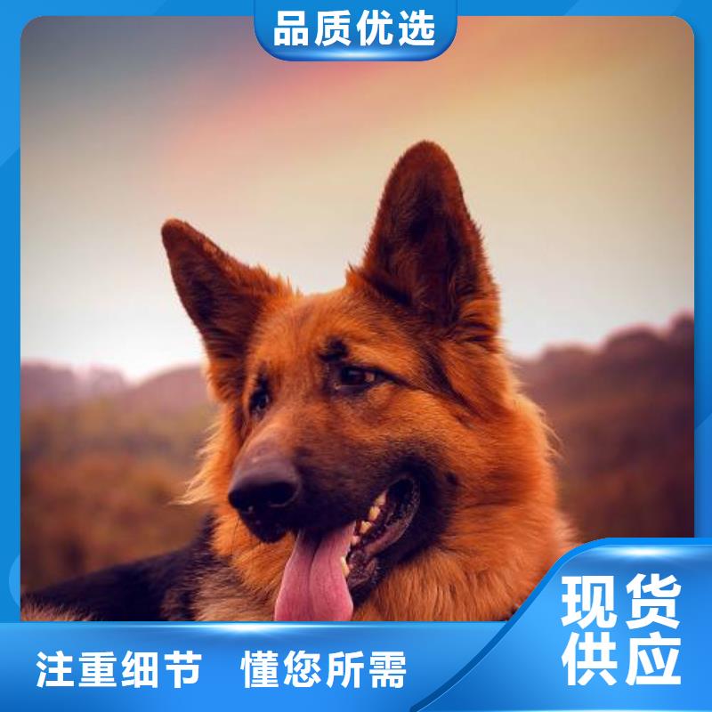 罗威纳犬视频-罗威纳犬|内蒙古包头市|锡林郭勒|阿拉善|乌兰察布|鄂尔多斯