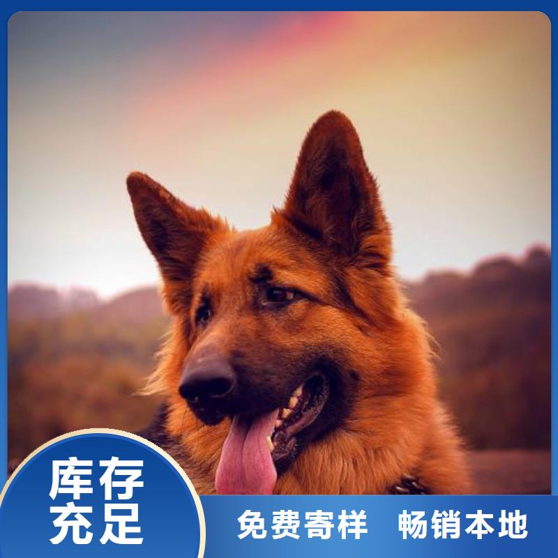 罗威纳犬视频-罗威纳犬-一品犬舍(白银市分公司)服务区域景泰|平川|庆阳|张掖|兰州|嘉峪关|定西|陇南|平凉