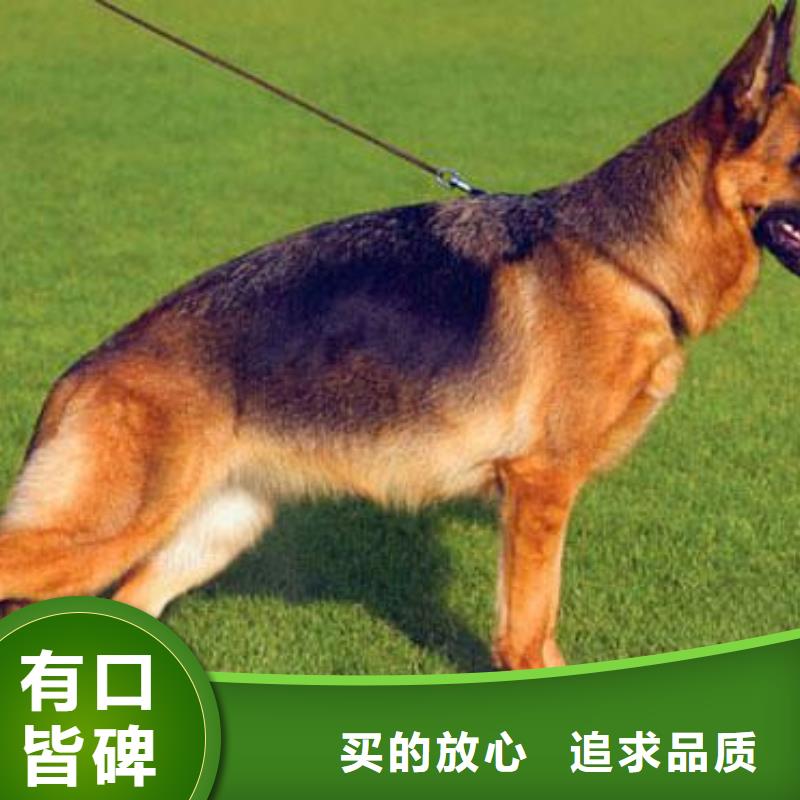 罗威纳犬视频-罗威纳犬-一品犬舍(邯郸市分公司)服务区域磁县|峰峰矿|唐山|邢台|沧州|衡水|廊坊|承德|张家口