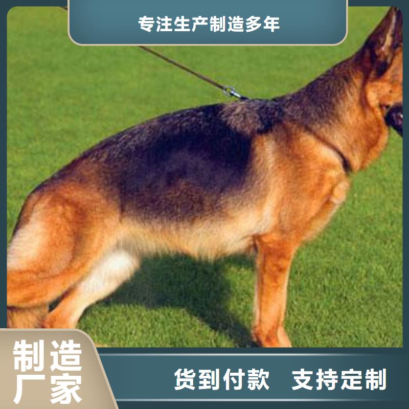 德国牧羊犬罗威纳犬源头厂家量大价优