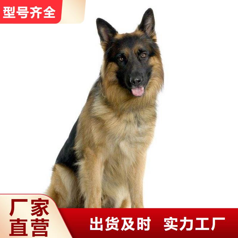 德国牧羊犬-罗威纳犬采购