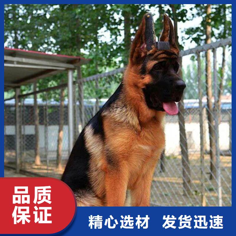 德国牧羊犬罗威纳犬源头厂家量大价优