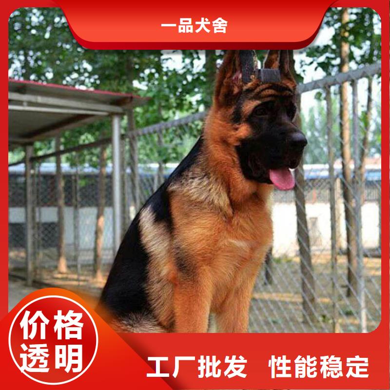 德国牧羊犬德牧犬工艺精细质保长久