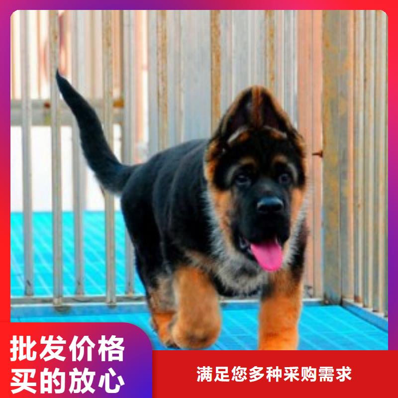 罗威纳犬视频-罗威纳犬-一品犬舍(邯郸市分公司)服务区域磁县|峰峰矿|唐山|邢台|沧州|衡水|廊坊|承德|张家口