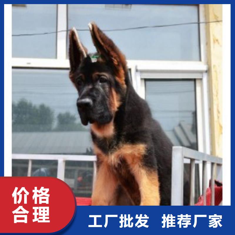 德国牧羊犬,杜高犬物美价优