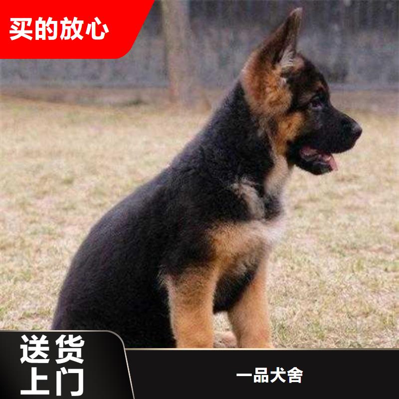 德国牧羊犬马犬使用方法