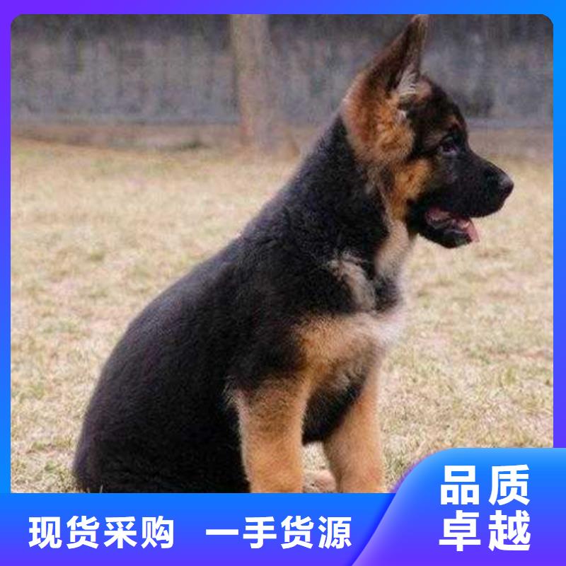 德国牧羊犬马犬品质优良