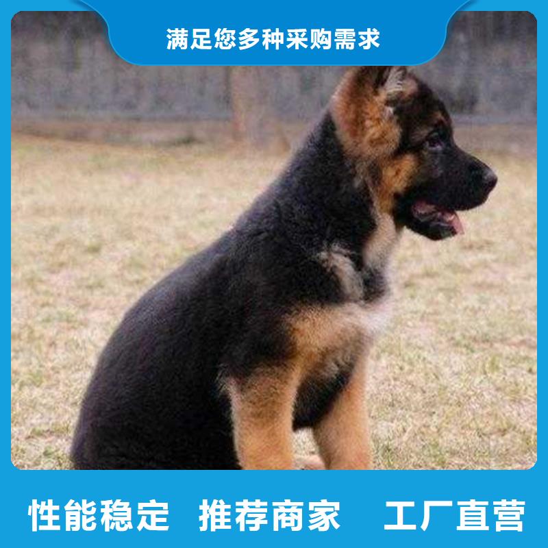 德国牧羊犬_德牧犬您身边的厂家