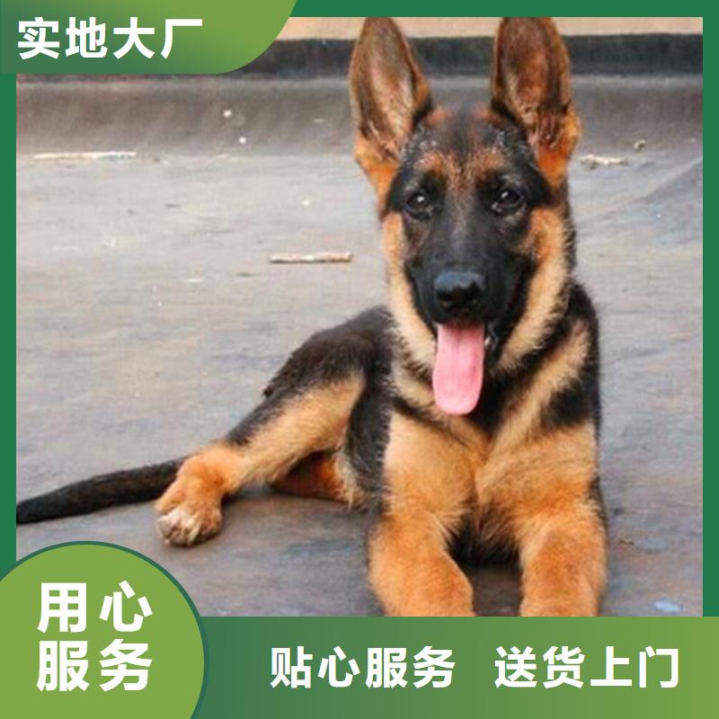 罗威纳犬视频-罗威纳犬-一品犬舍(白银市分公司)服务区域景泰|平川|庆阳|张掖|兰州|嘉峪关|定西|陇南|平凉