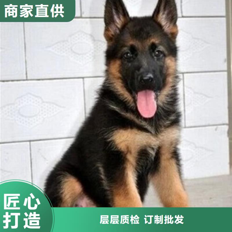 德国牧羊犬德牧犬好产品好服务