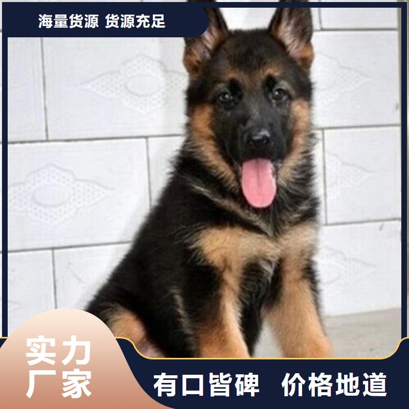 德国牧羊犬_德牧犬您身边的厂家