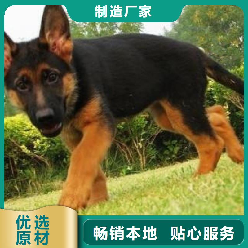 德国牧羊犬卡斯罗犬标准工艺