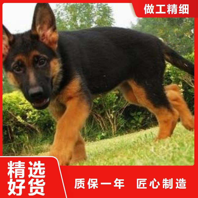德国牧羊犬,杜宾犬厂家直销直供