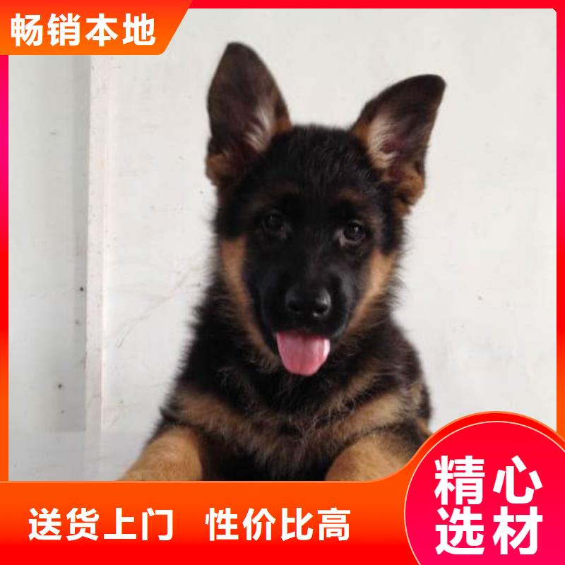 德国牧羊犬卡斯罗犬标准工艺