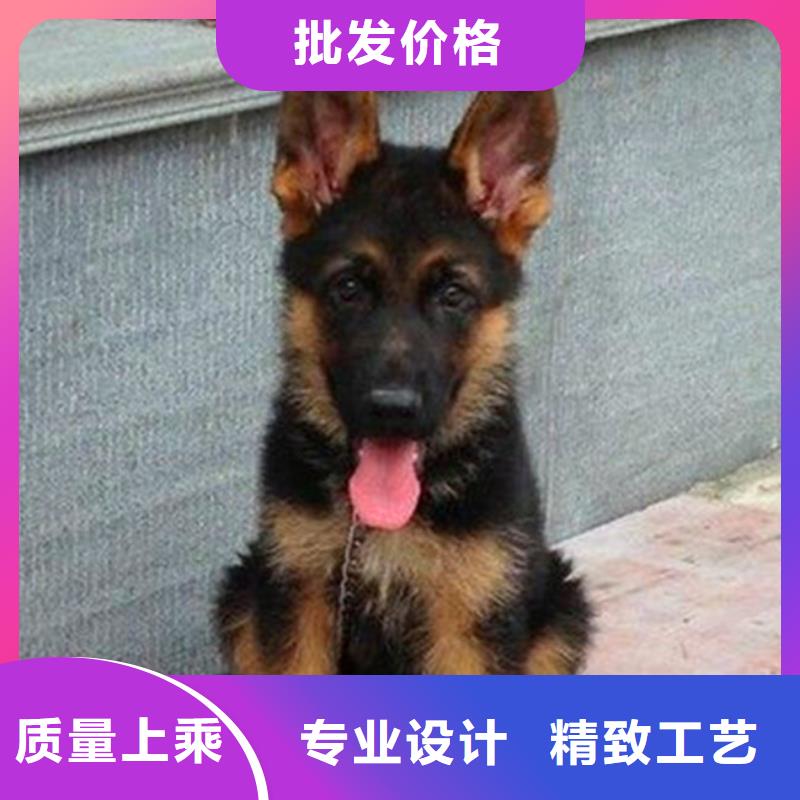 德国牧羊犬卡斯罗犬标准工艺