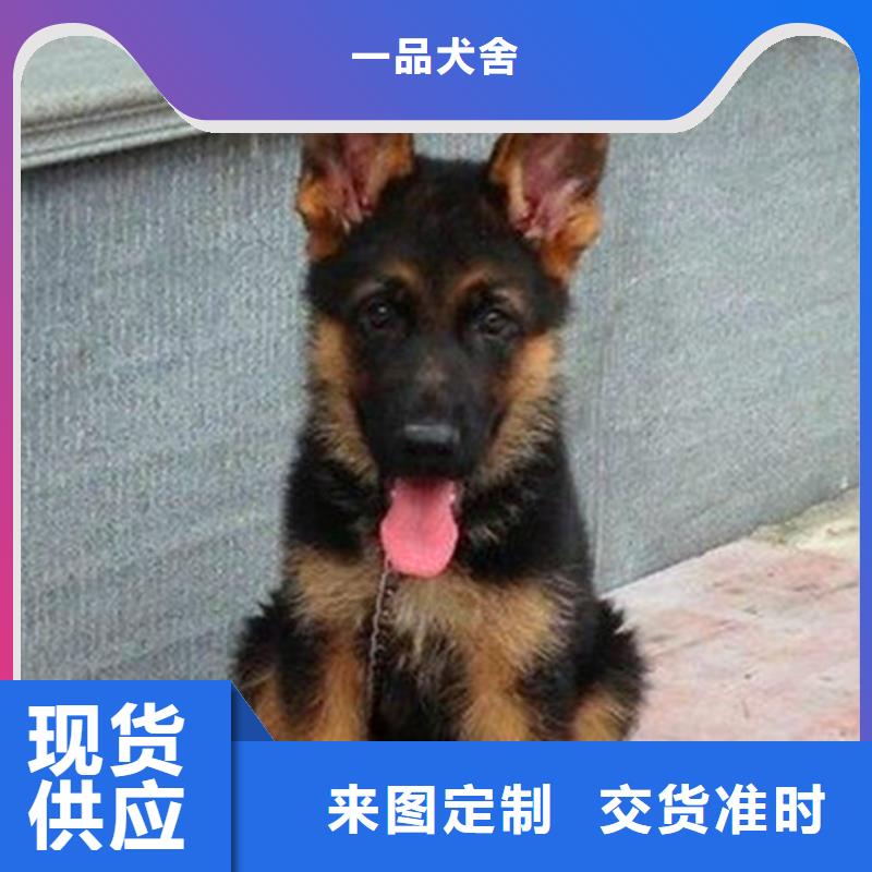 德国牧羊犬罗威纳犬源头厂家量大价优