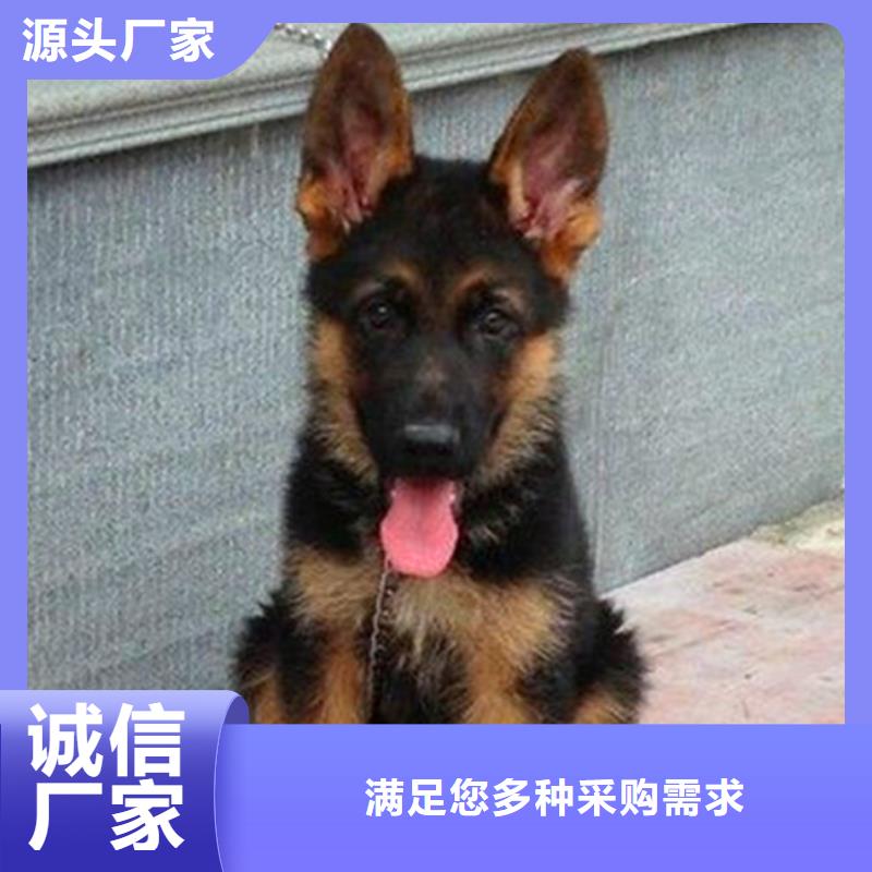 德国牧羊犬,杜高犬物美价优