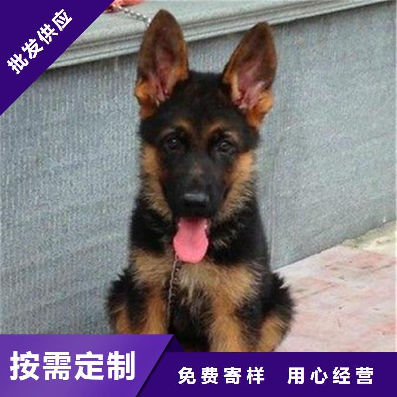德国牧羊犬德牧犬好产品好服务