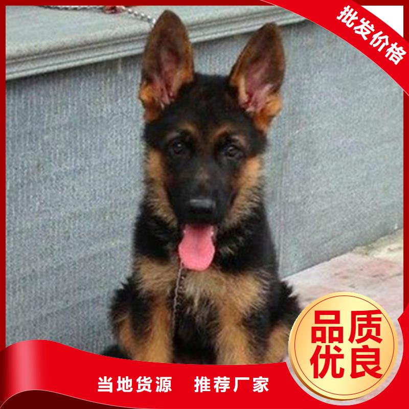 德国牧羊犬-杜高犬用的放心