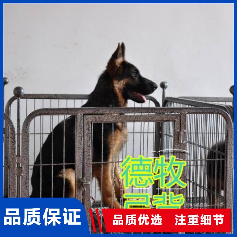 罗威纳犬视频-罗威纳犬-一品犬舍(白银市分公司)服务区域景泰|平川|庆阳|张掖|兰州|嘉峪关|定西|陇南|平凉