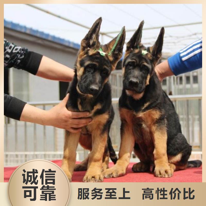 罗威纳犬视频-罗威纳犬|内蒙古包头市|锡林郭勒|阿拉善|乌兰察布|鄂尔多斯