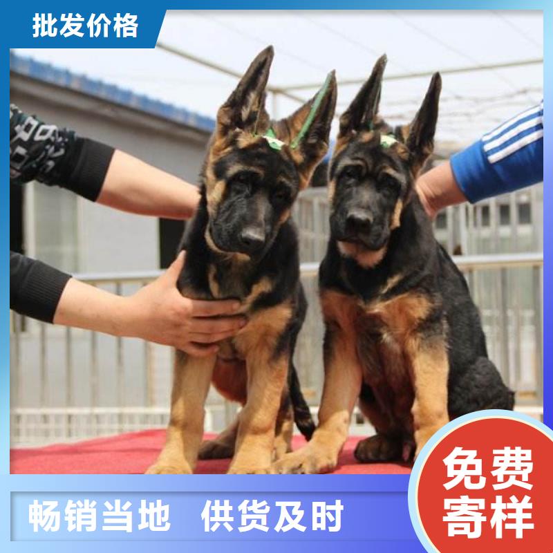 罗威纳犬视频-罗威纳犬-一品犬舍(白银市分公司)服务区域景泰|平川|庆阳|张掖|兰州|嘉峪关|定西|陇南|平凉