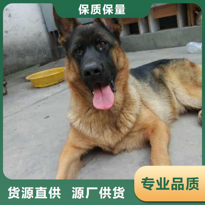 德国牧羊犬马犬使用方法