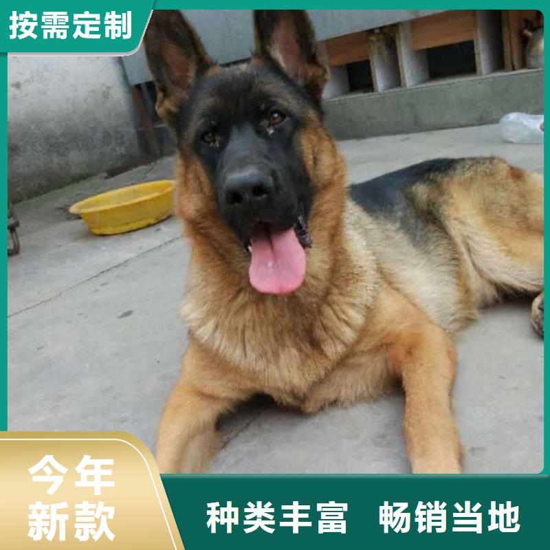 德国牧羊犬马犬品质优良