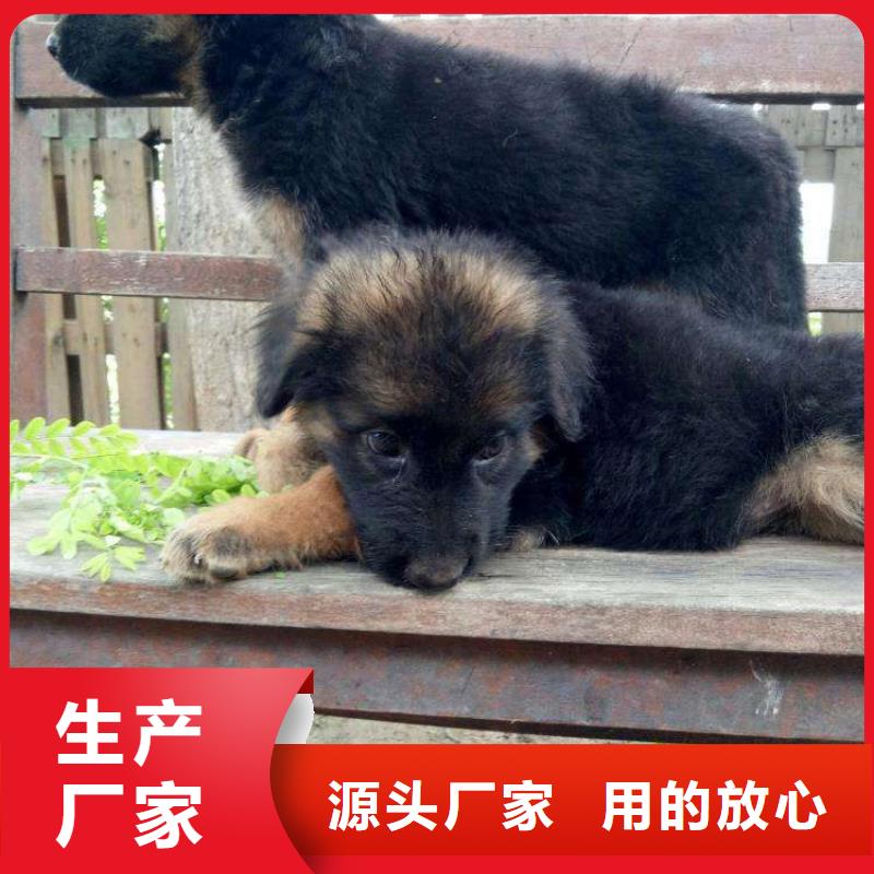 罗威纳犬视频-罗威纳犬-一品犬舍(白银市分公司)服务区域景泰|平川|庆阳|张掖|兰州|嘉峪关|定西|陇南|平凉