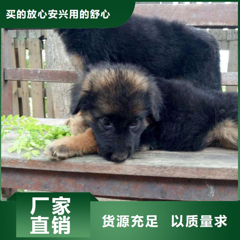 德国牧羊犬罗威纳犬源头厂家量大价优