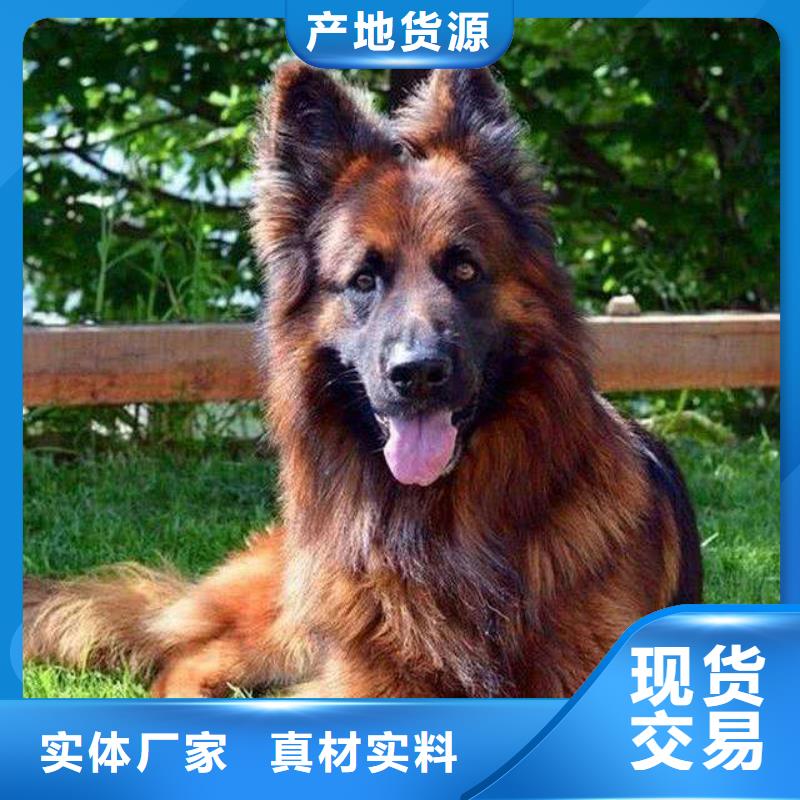 德国牧羊犬-杜高犬用的放心