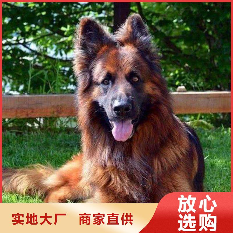 德国牧羊犬-杜高犬用的放心