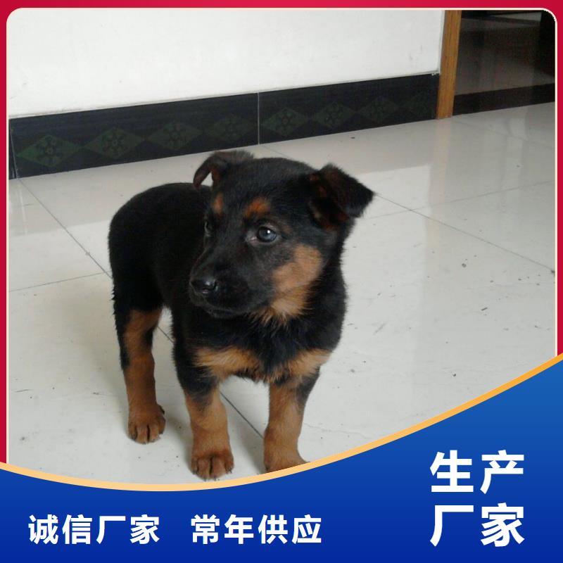 德国牧羊犬-罗威纳犬采购