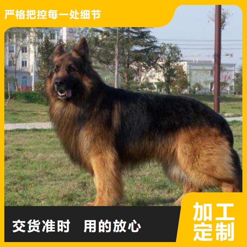 德国牧羊犬-罗威纳犬采购