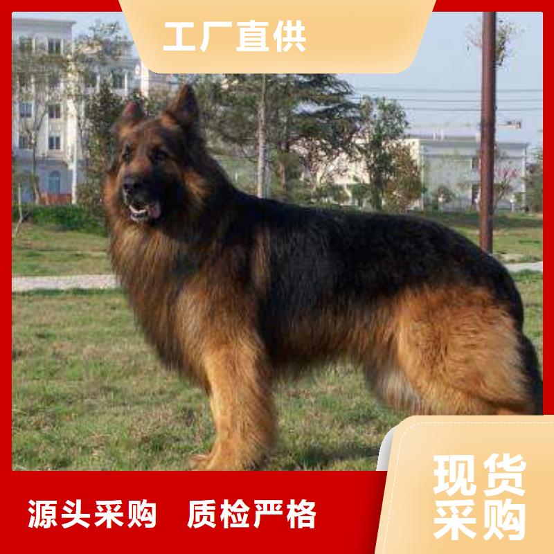 德国牧羊犬德牧犬工艺精细质保长久