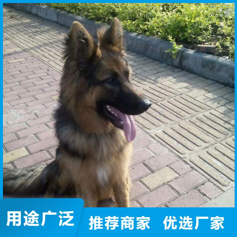 德国牧羊犬-罗威纳犬采购