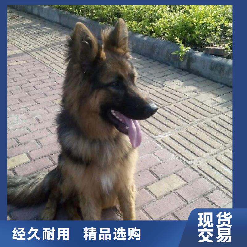 德国牧羊犬-杜高犬用的放心